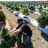 Curaleaf cuts US$67M deal for outdoor Colorado grower