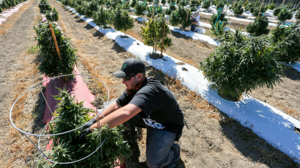 Curaleaf cuts US$67M deal for outdoor Colorado grower