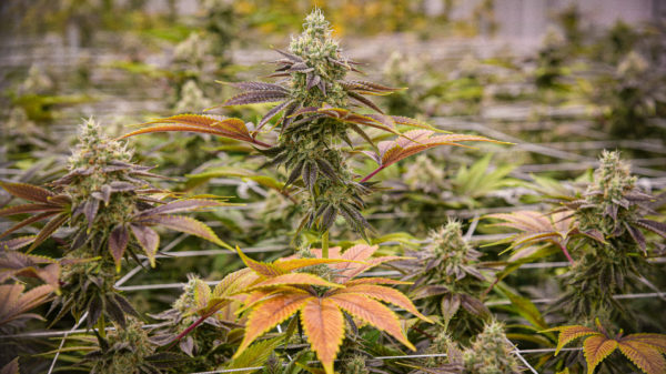 Harvest deal to test Trulieve's industry-leading profits