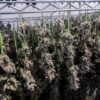 No significant increase in high-risk use of cannabis after legalization