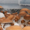 Majority of Americans support regulating psychedelics: UC Berkeley survey