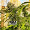 TobaGrown presents final arguments against Manitoba cannabis grow ban for personal use