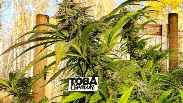 TobaGrown presents final arguments against Manitoba cannabis grow ban for personal use