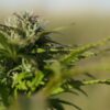 Hampa Cannabis Sativa