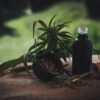 cbd oil with cannabis
