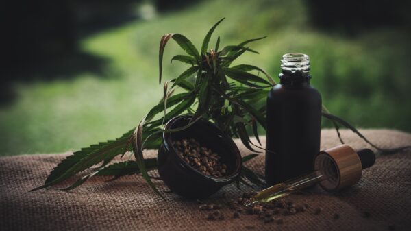 cbd oil with cannabis