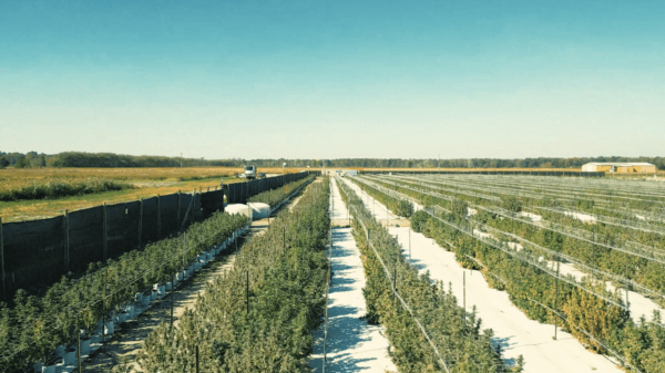 Curaleaf forced to fork out US$32M for settlement with Michigan cultivator