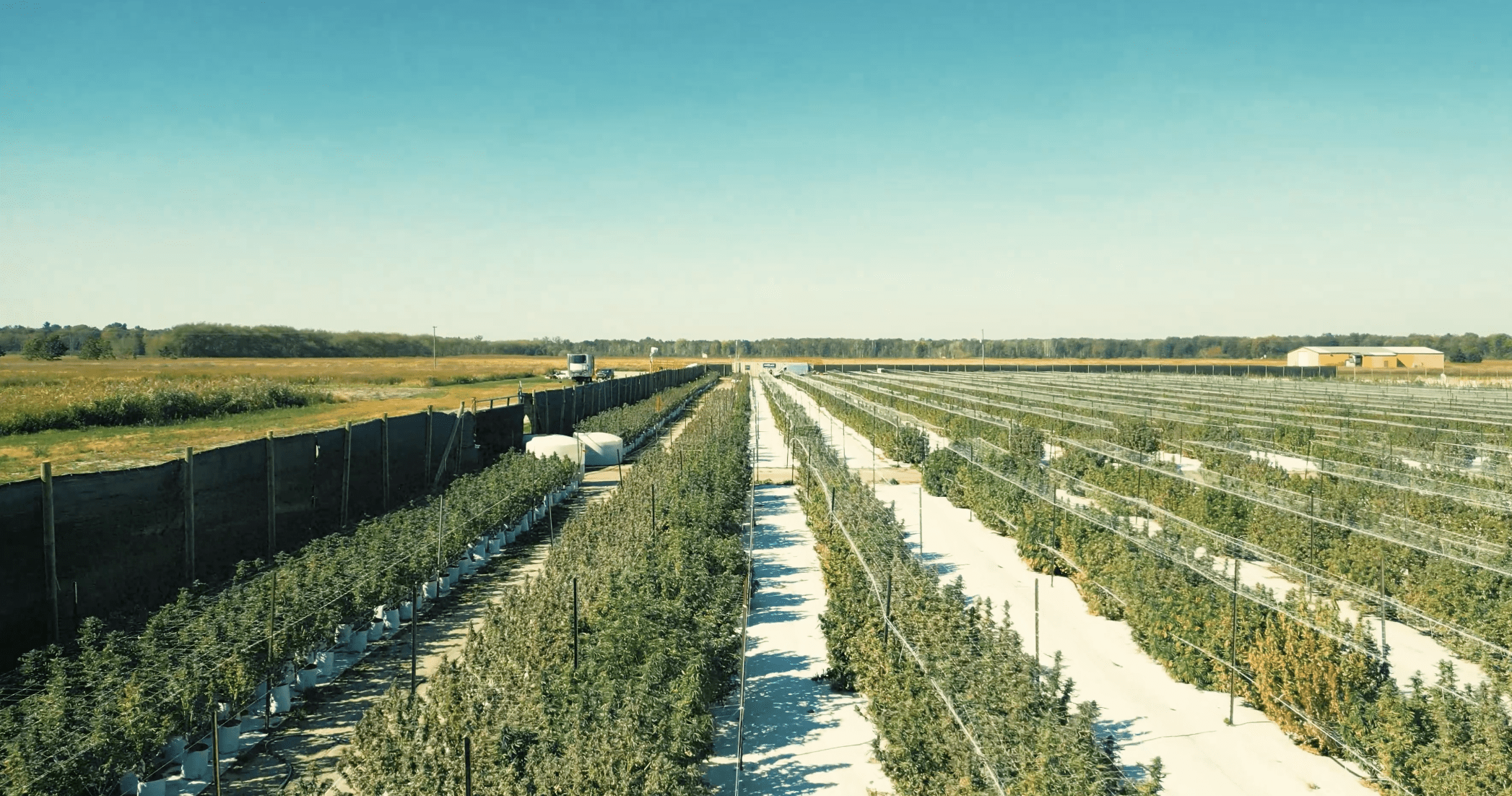 Curaleaf forced to fork out US$32M for settlement with Michigan cultivator