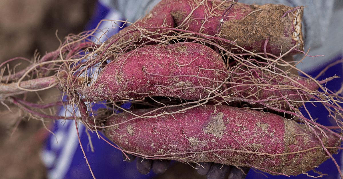 Sweet potato extract inhibits lung cancer growth, Tennessee researchers discover