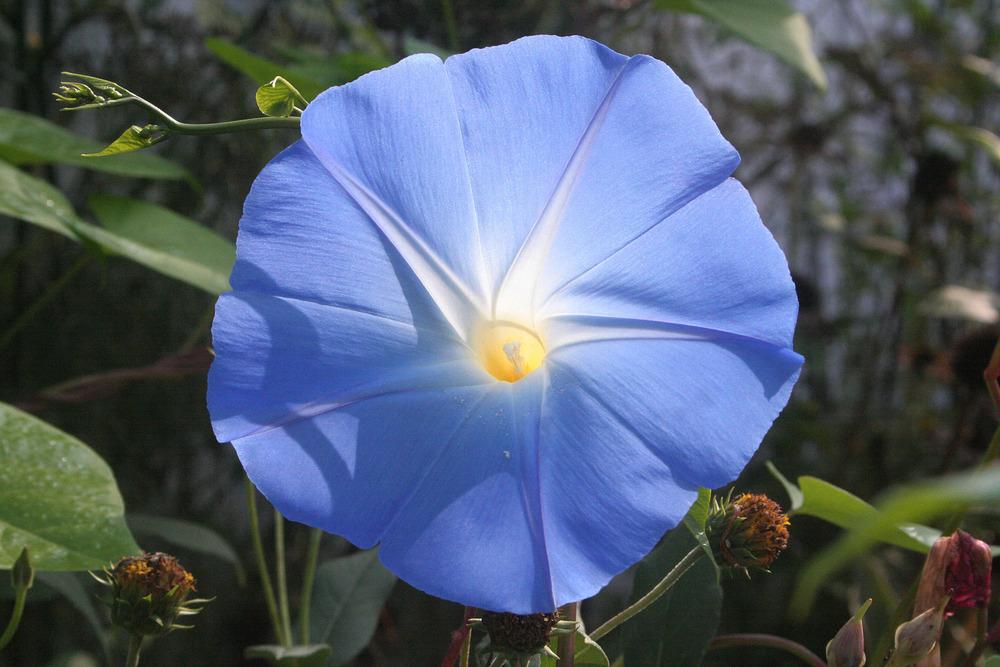University student discovers novel psychoactive fungus on flower